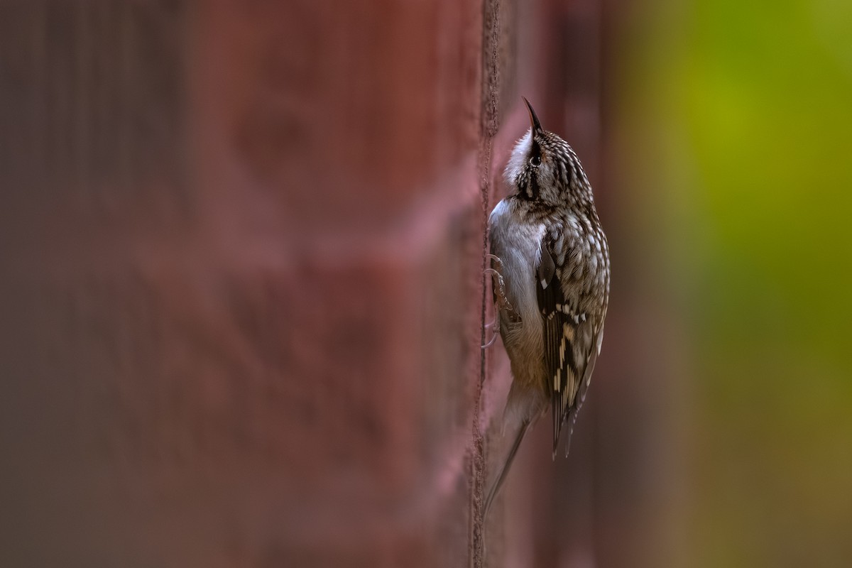 Brown Creeper - ML644958614