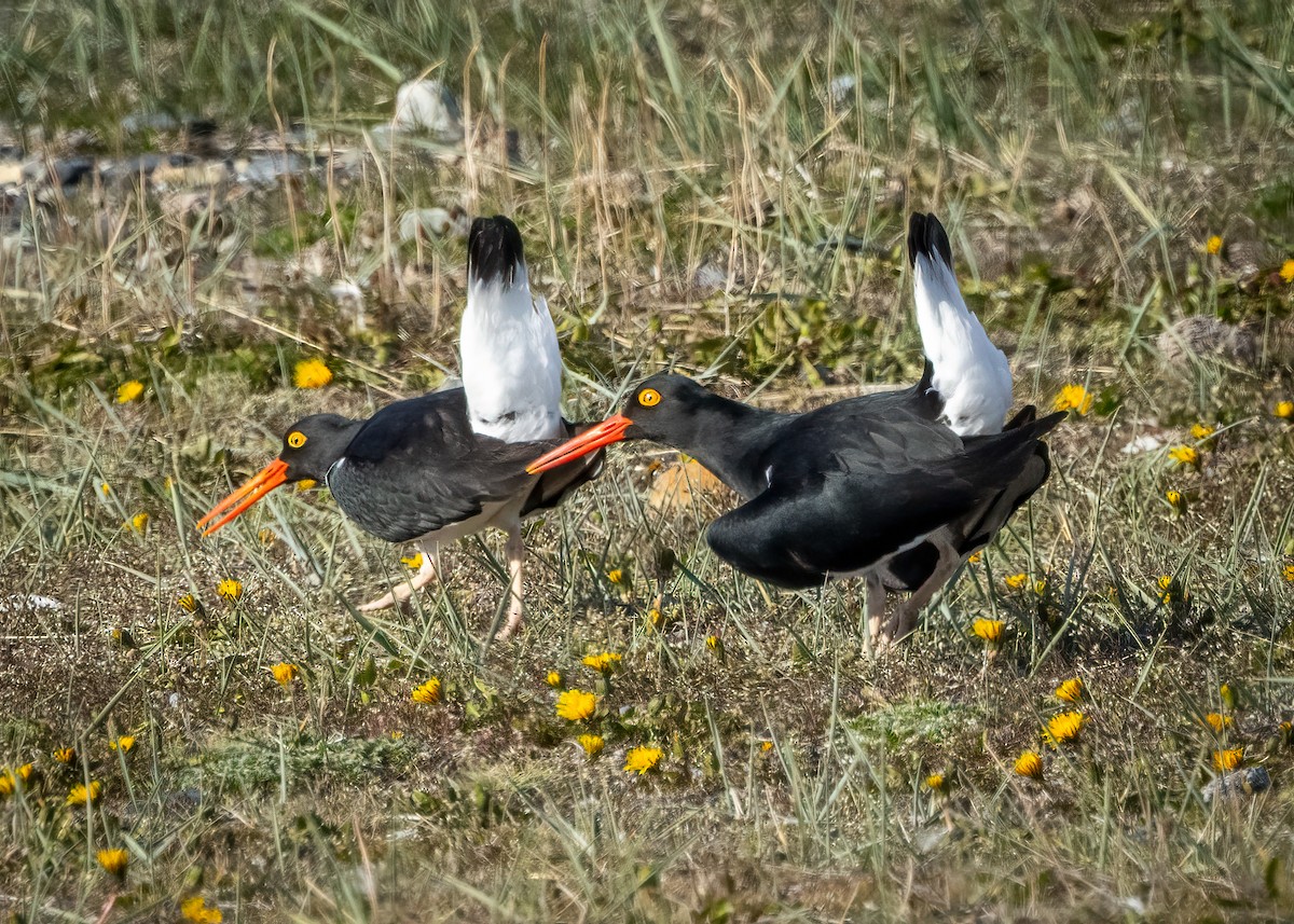 ústřičník žlutooký - ML644958618