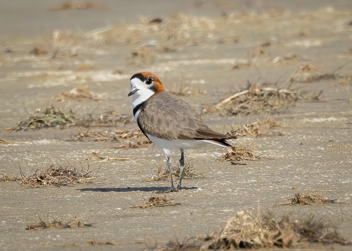 kulík patagonský - ML644958634