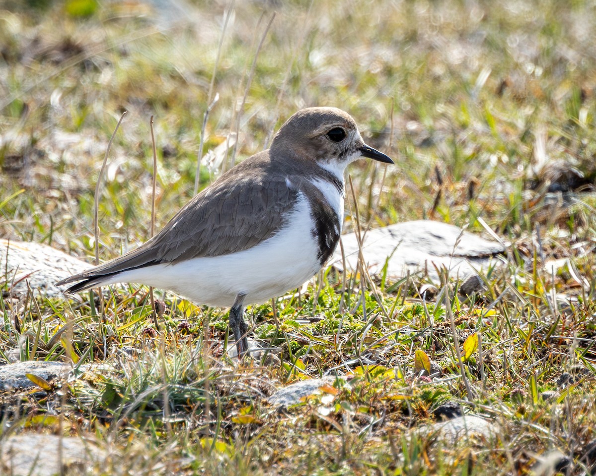 kulík patagonský - ML644958635