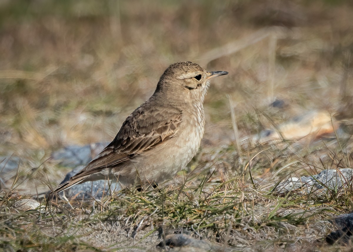 Common Miner - ML644958650