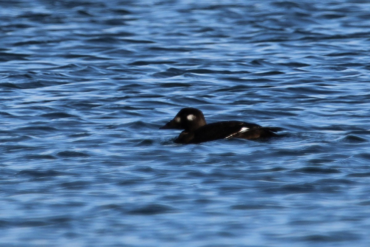 קטיפנית לבנת-כנף - ML644958656