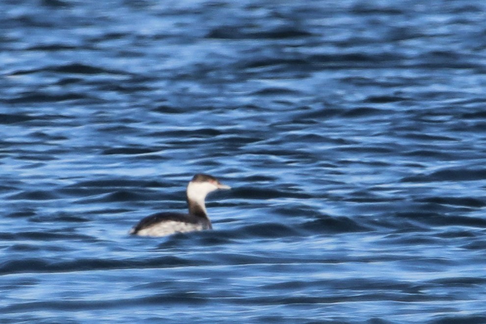 טבלן לבן-לחיים - ML644958666