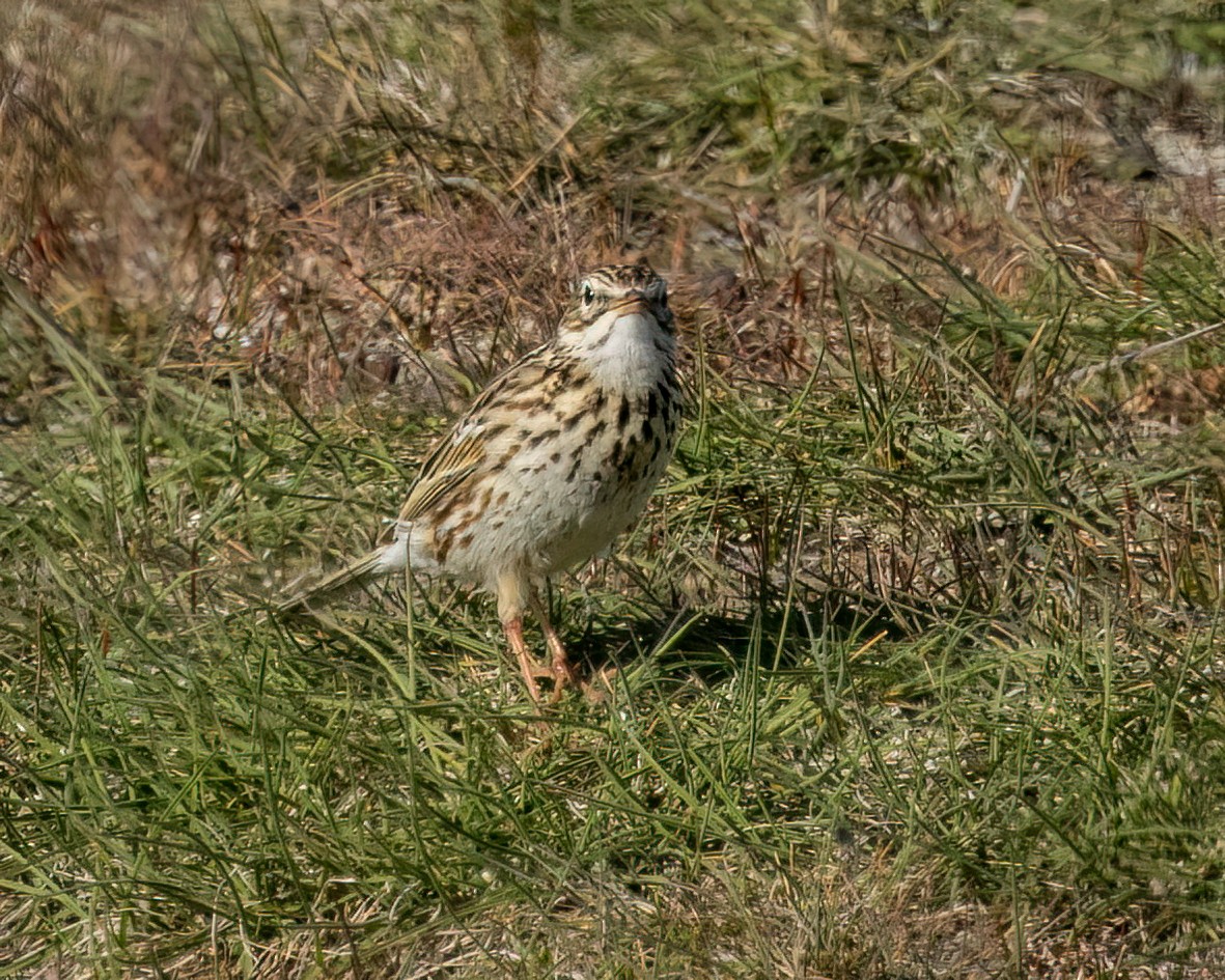 linduška jihoamerická [skupina correndera] - ML644958667
