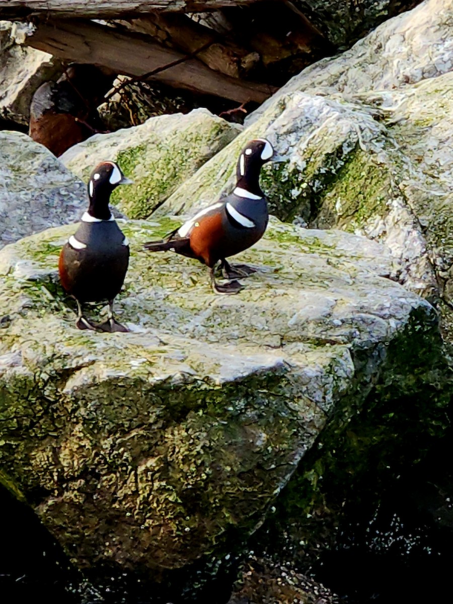 Harlequin Duck - ML644958671