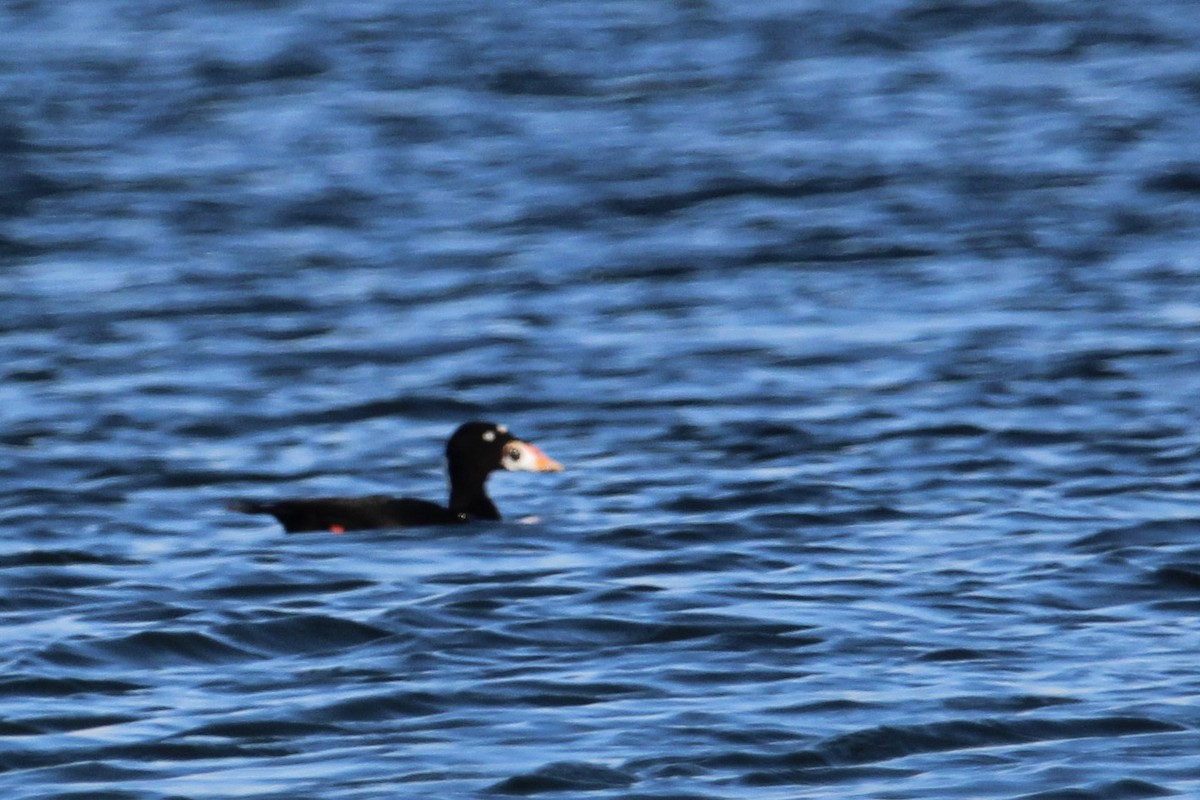 קטיפנית משברים - ML644958673