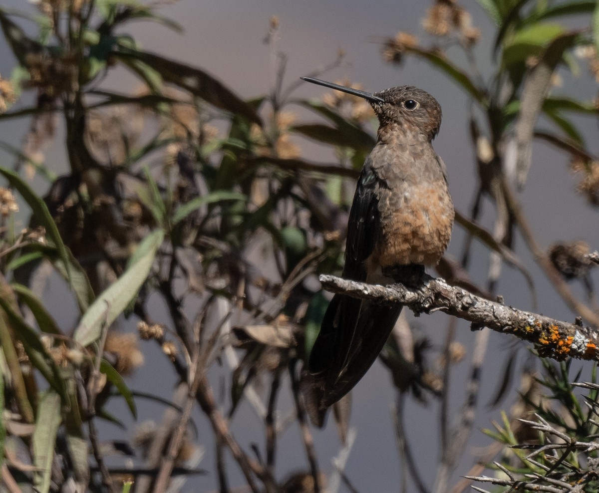 Giant Hummingbird - ML644958680