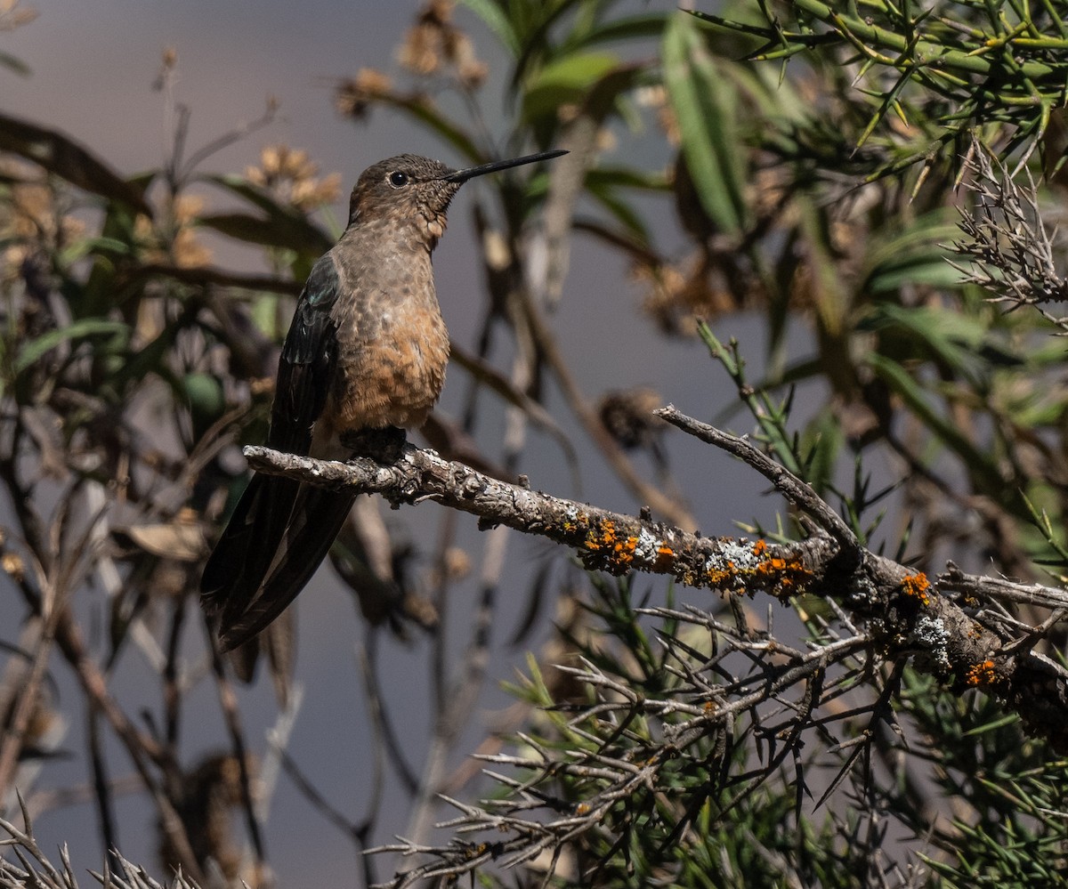 Giant Hummingbird - ML644958703