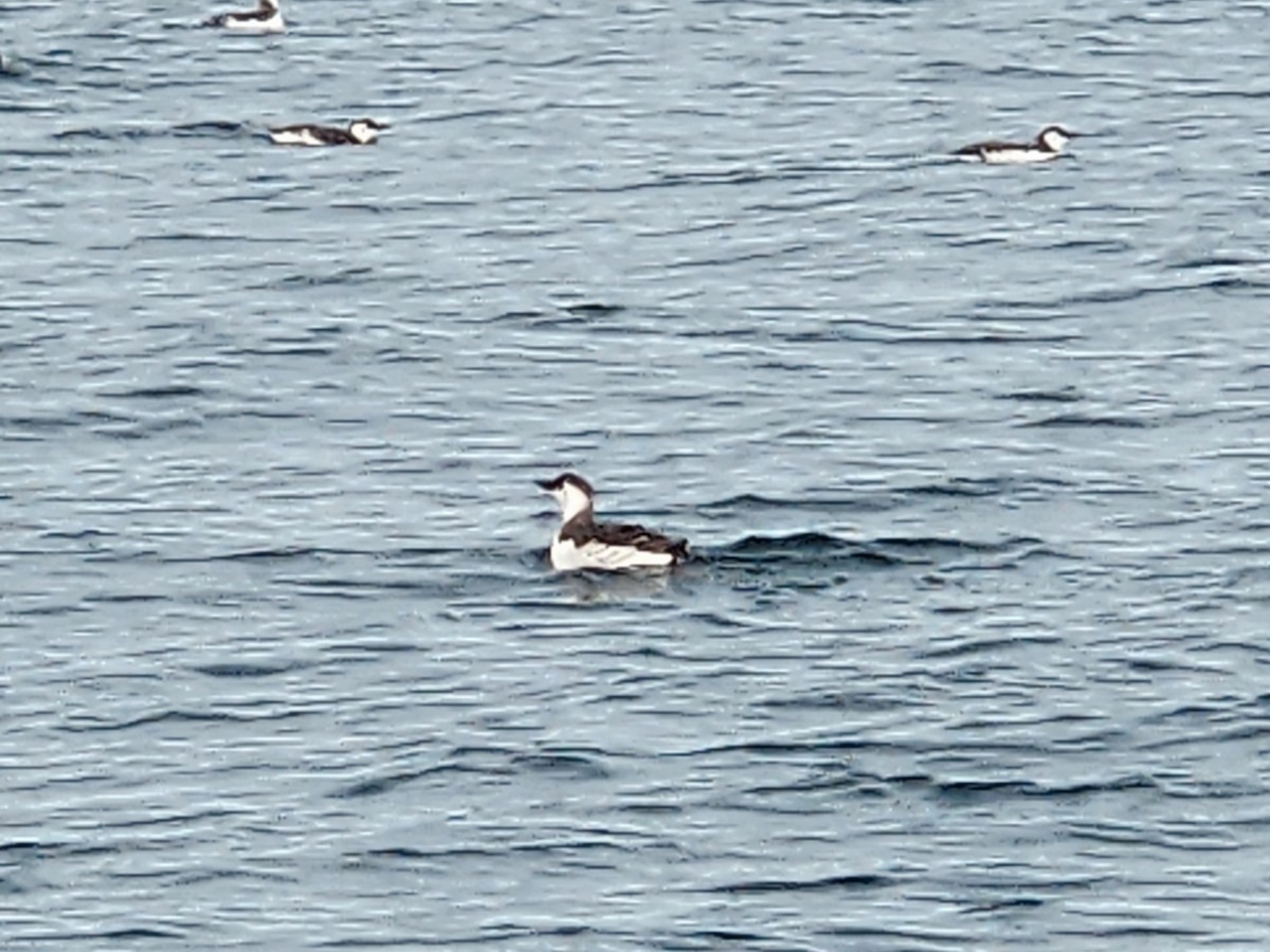 Common Murre - ML644958706