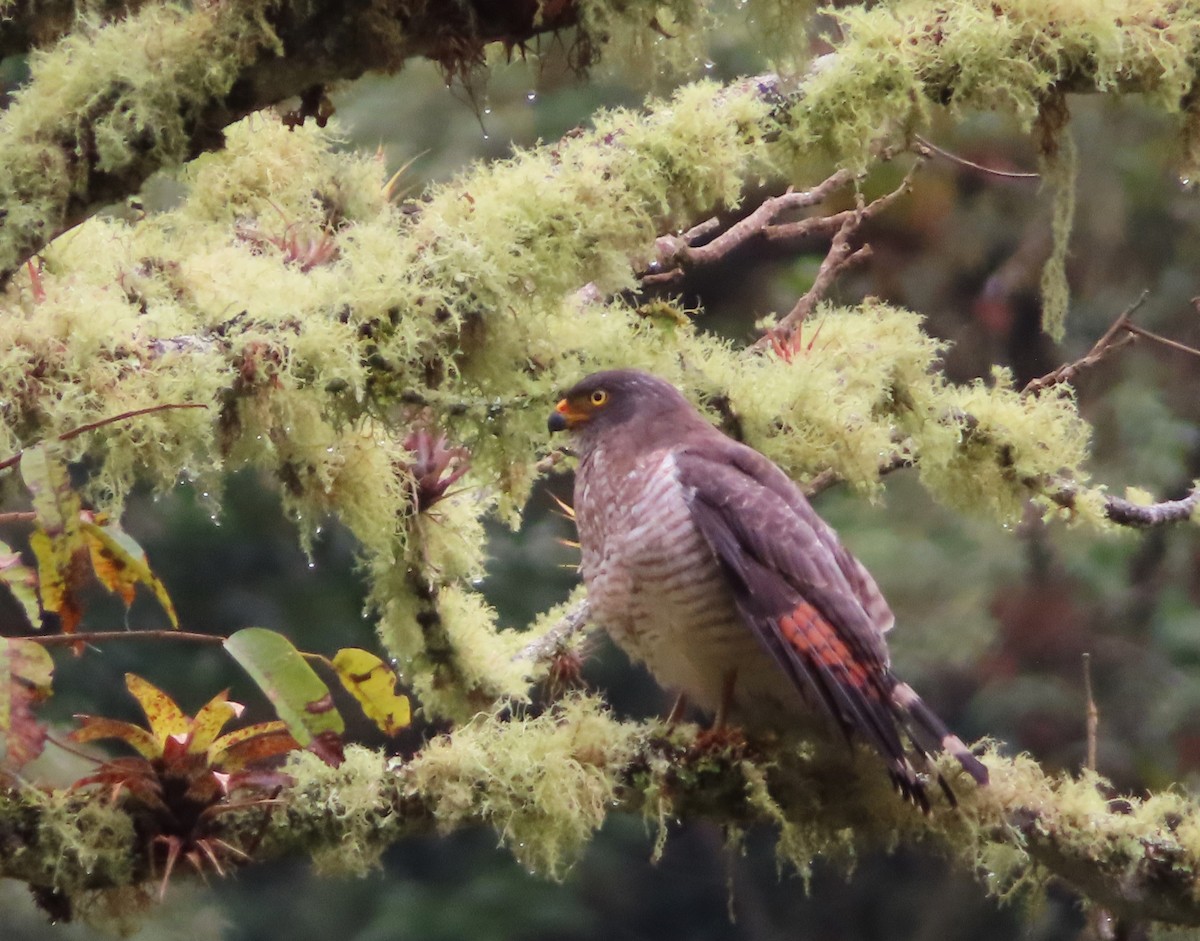 káně krahujová - ML644958722