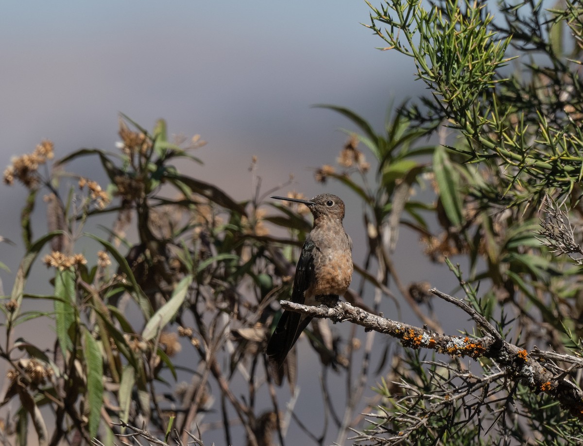 Giant Hummingbird - ML644958730