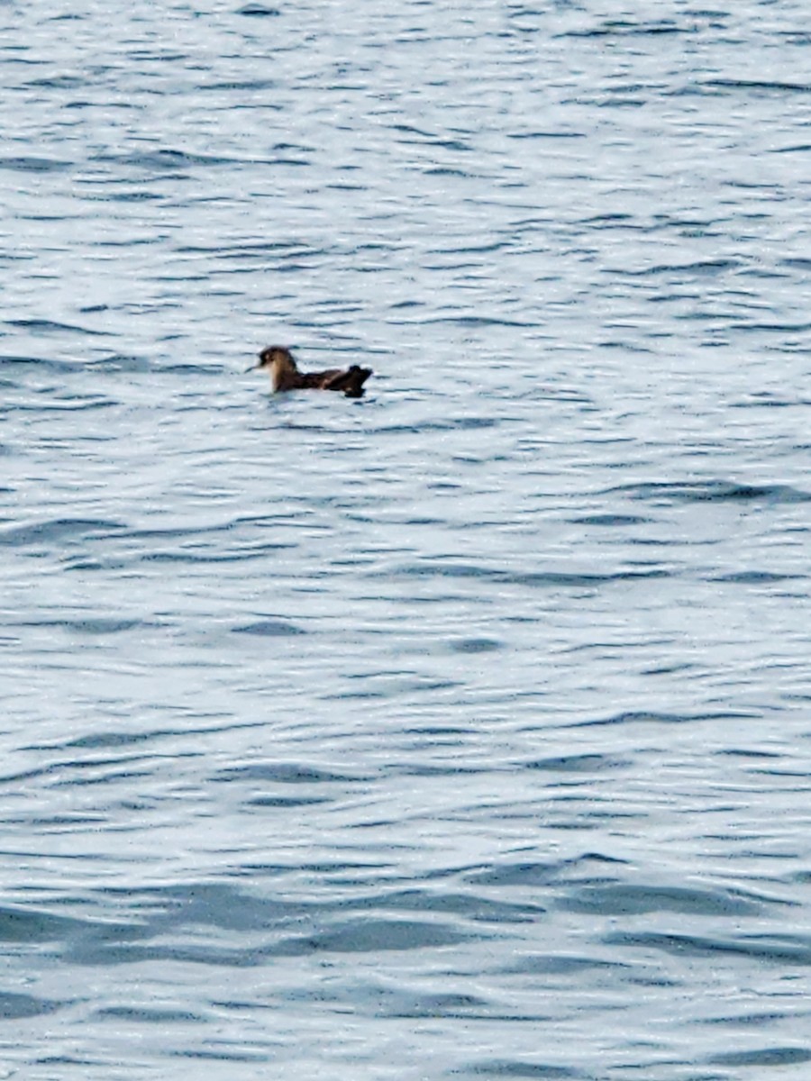 Short-tailed Shearwater - ML644958741