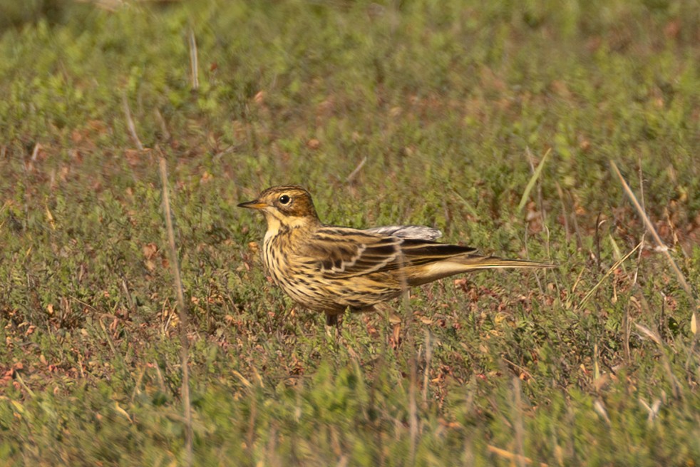 Red-throated Pipit - ML644958751