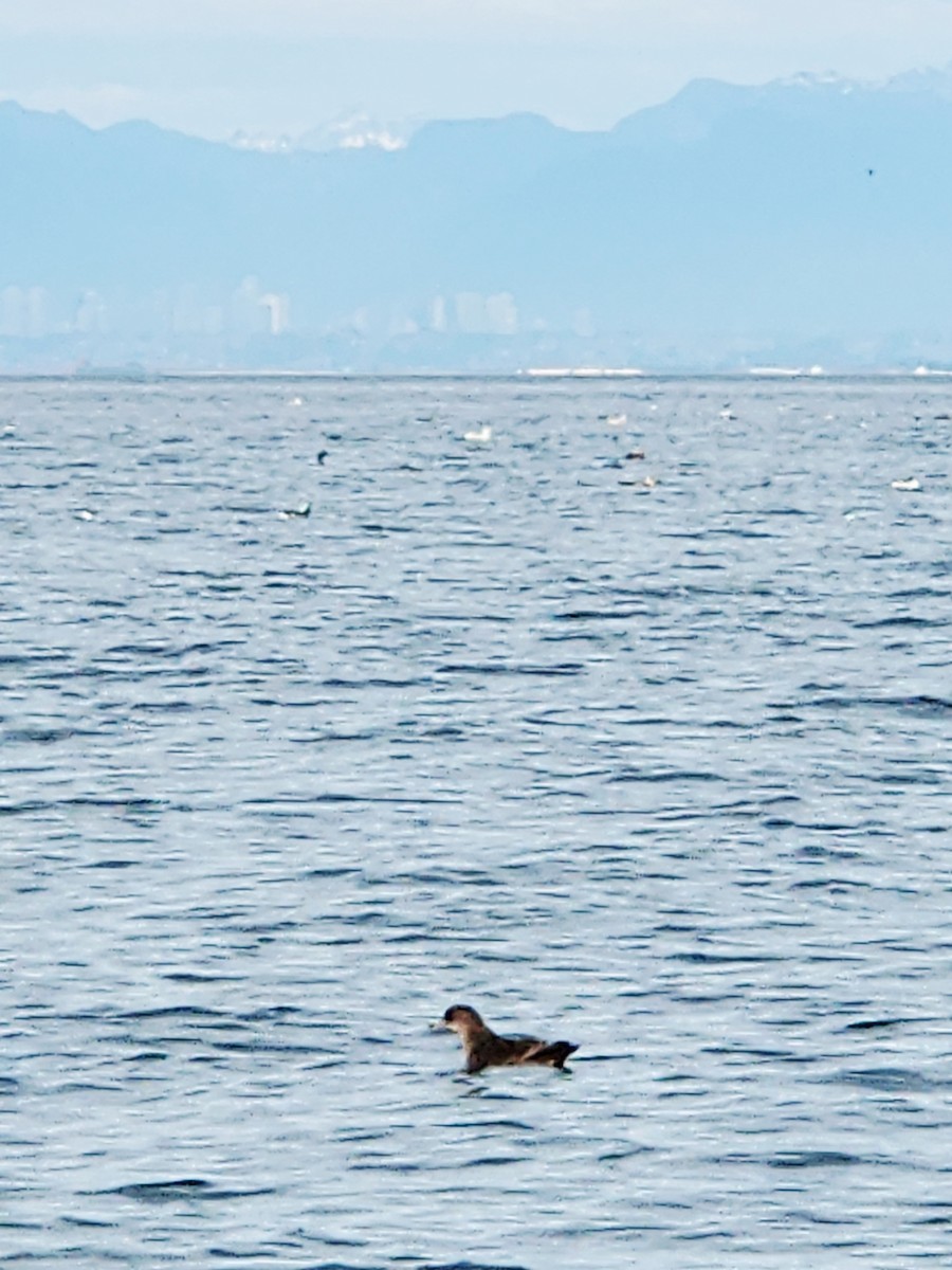 Short-tailed Shearwater - ML644958752