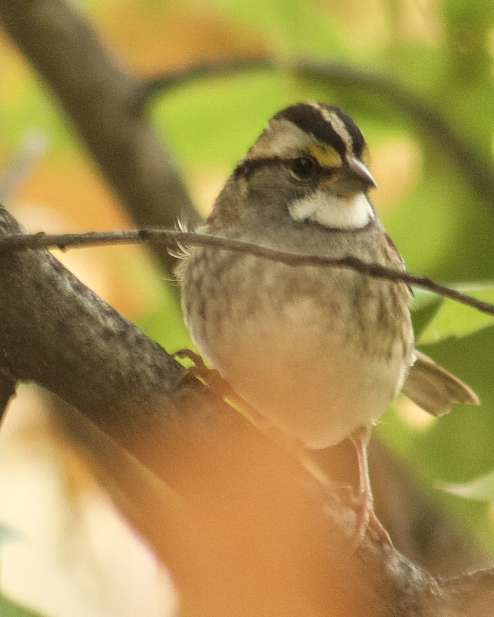 White-throated Sparrow - ML644958788