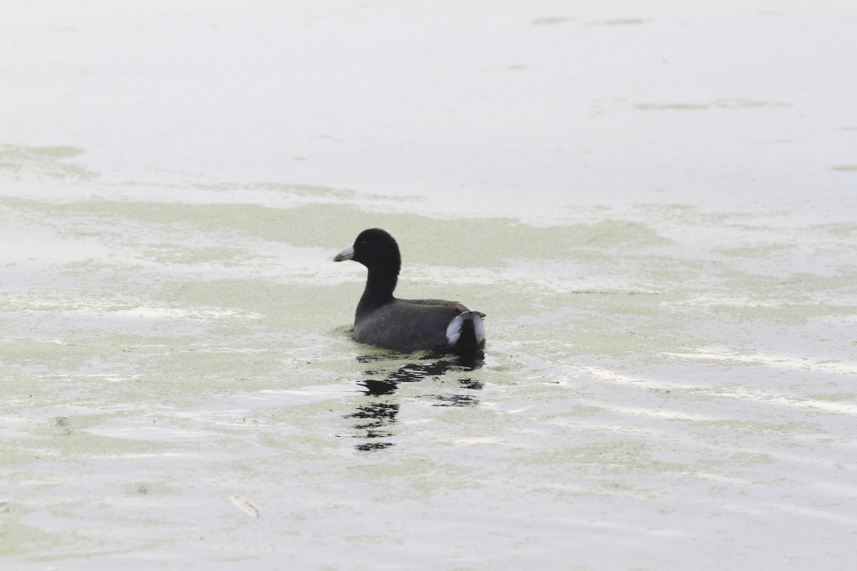 American Coot - ML644958803