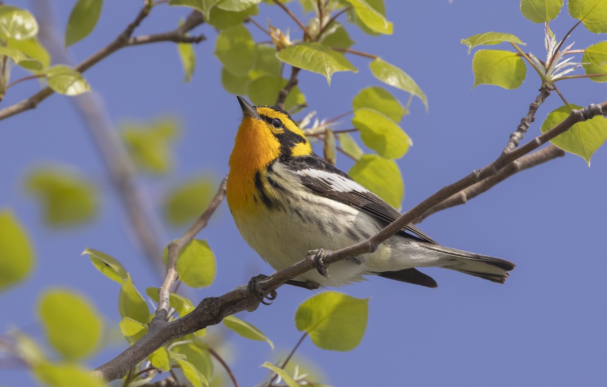 Reinita Gorjinaranja - ML644958819