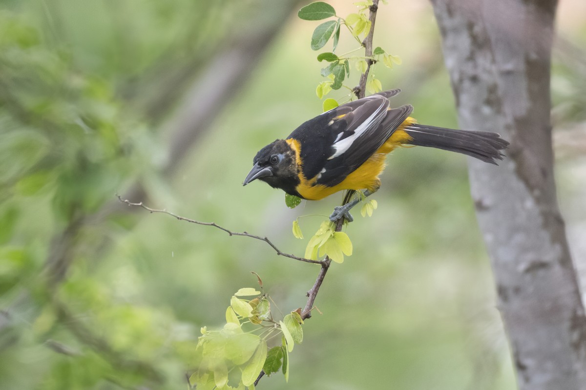 Venezüela Turpiyalı - ML644958878