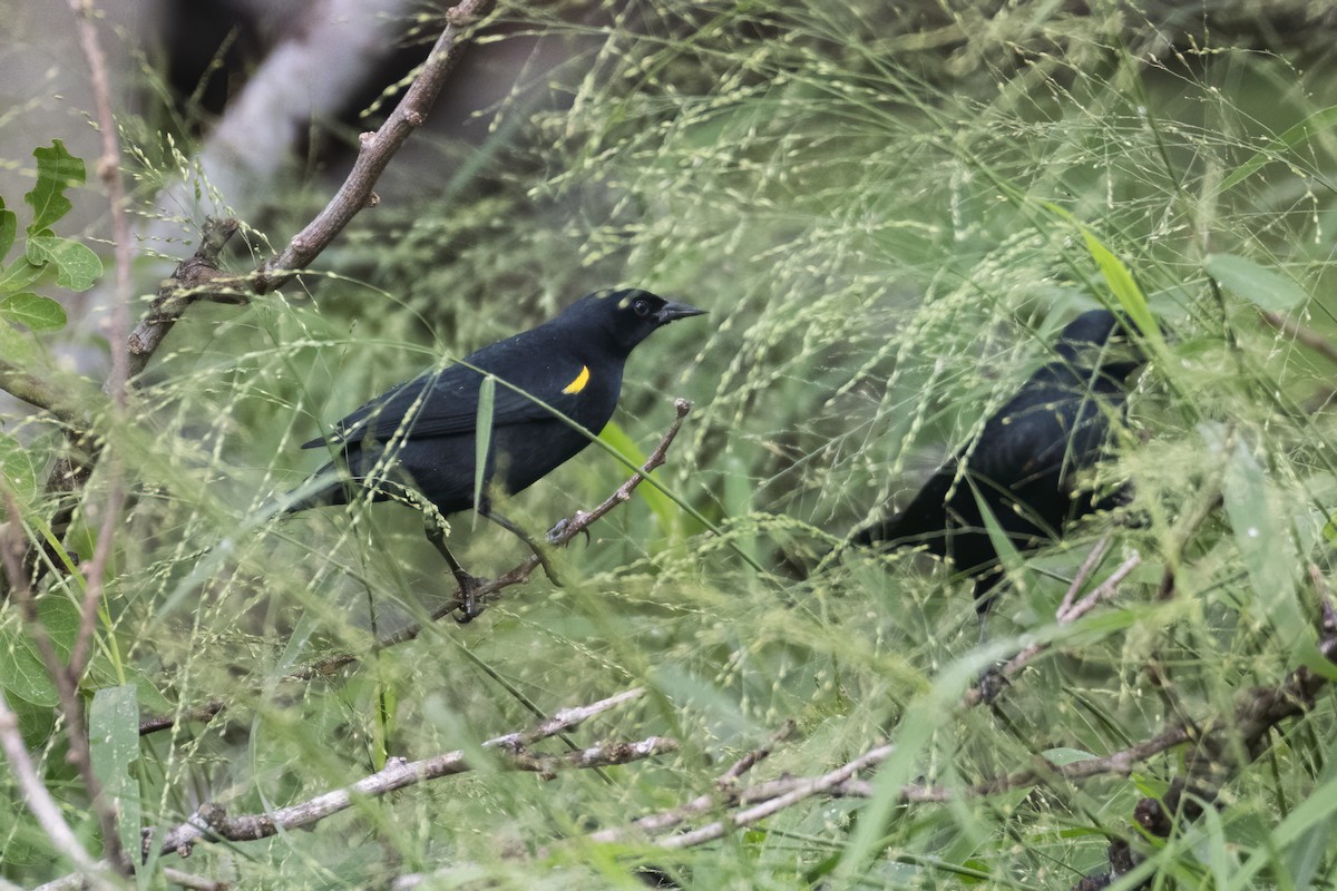 Yellow-shouldered Blackbird - ML644958886