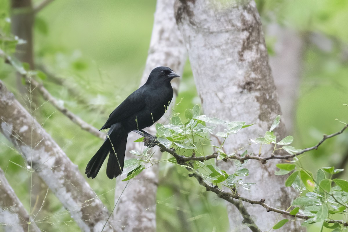 Yellow-shouldered Blackbird - ML644958888