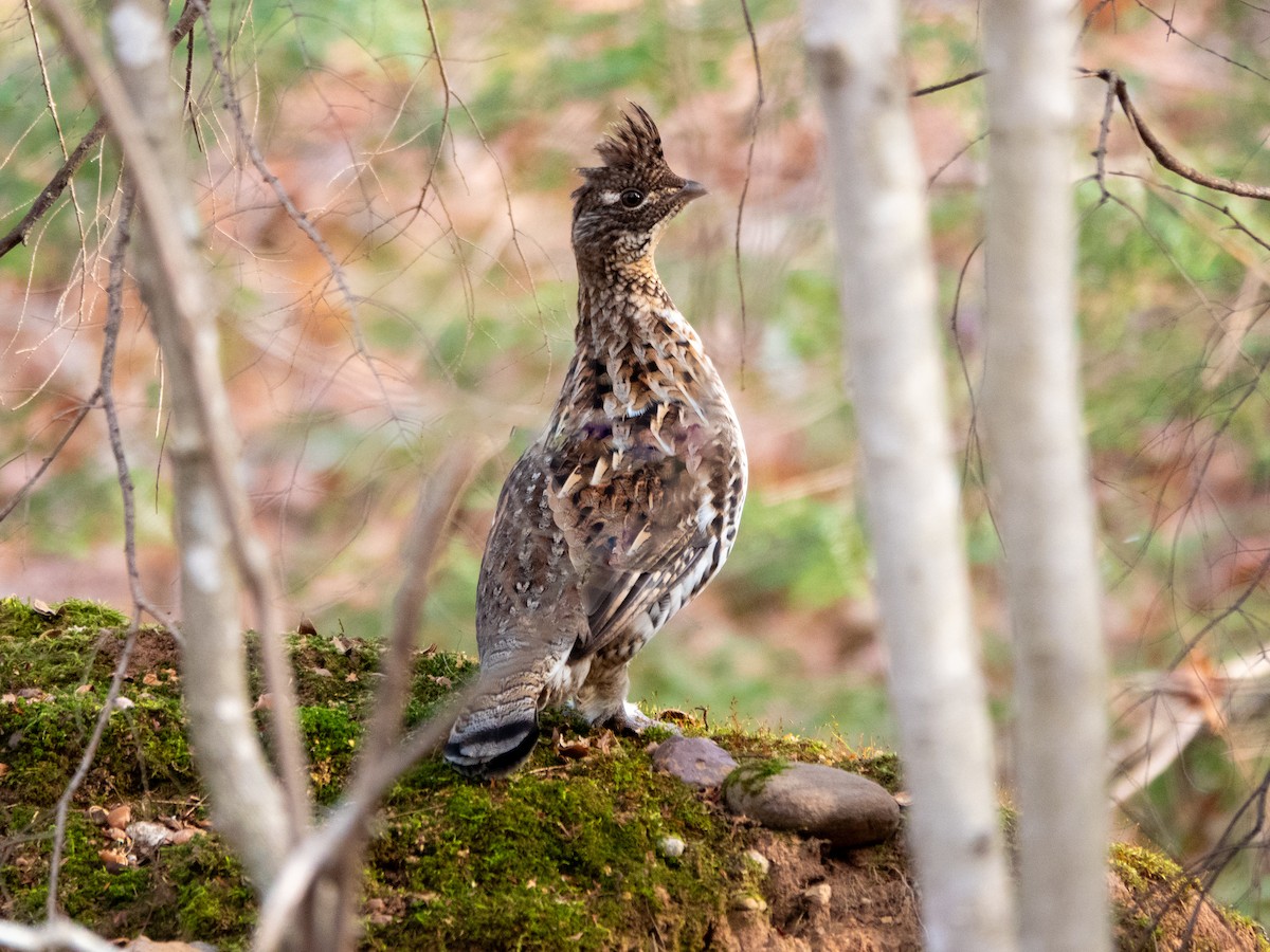 Ruffed Grouse - ML644958905