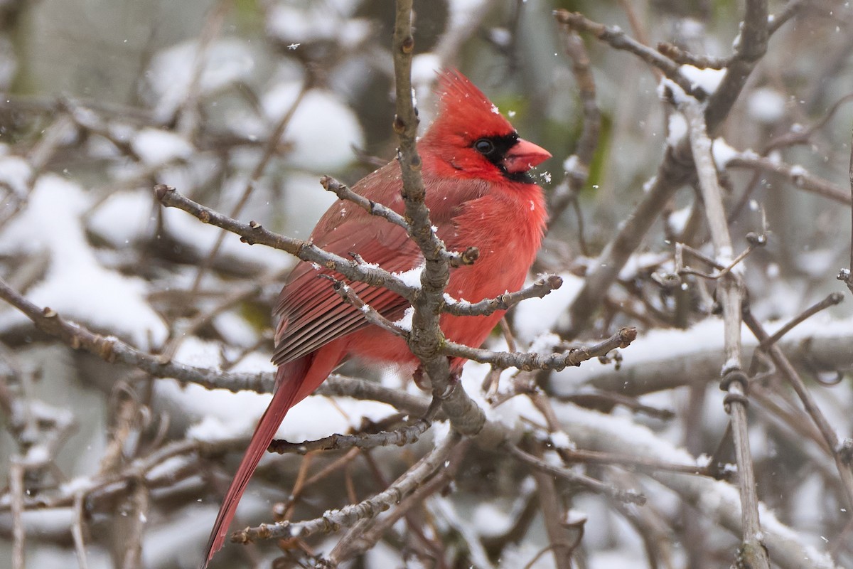 Northern Cardinal - ML644958924