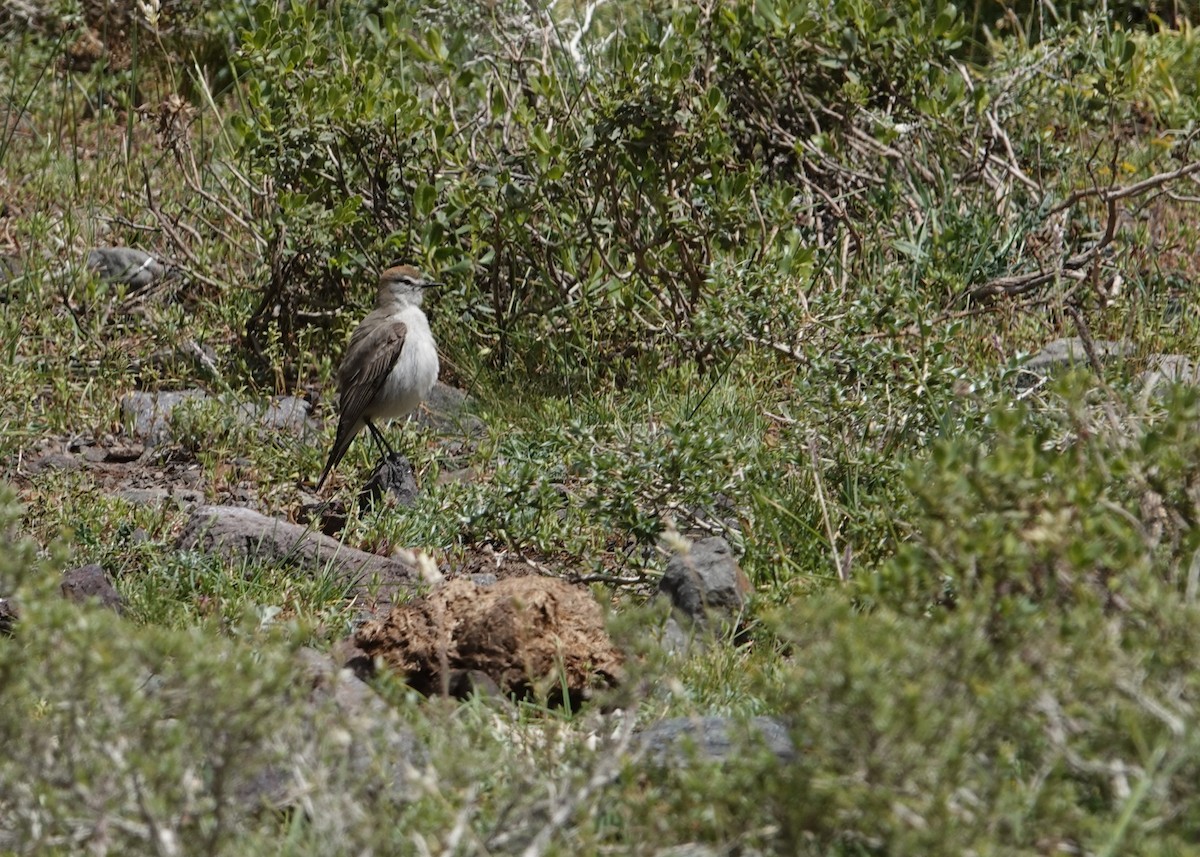 White-browed Ground-Tyrant - ML644958954