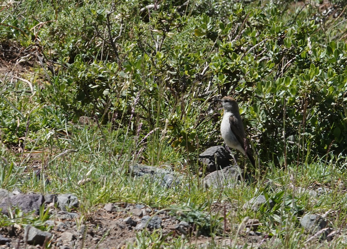 White-browed Ground-Tyrant - ML644958955