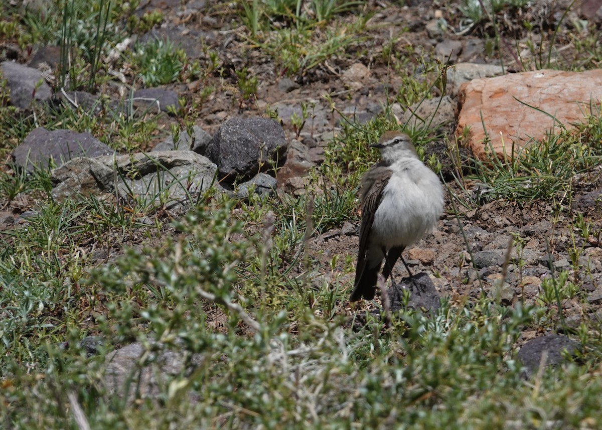 White-browed Ground-Tyrant - ML644958956