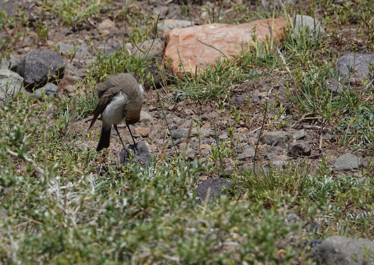 White-browed Ground-Tyrant - ML644958957