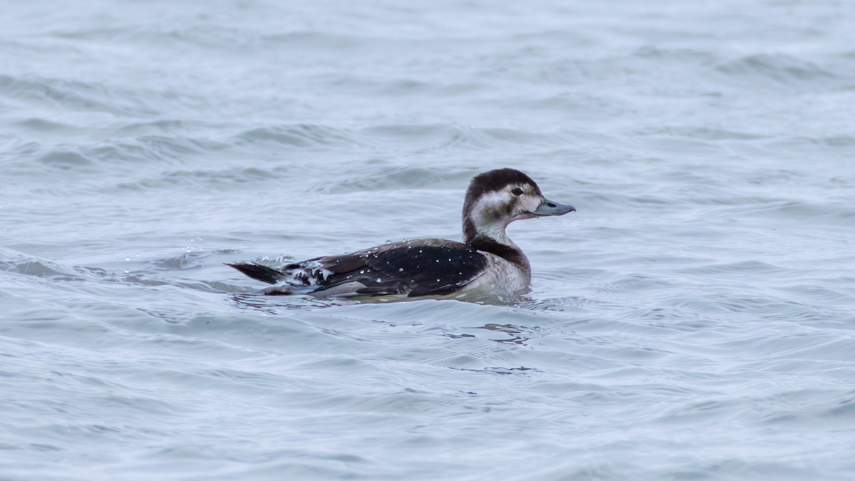 Long-tailed Duck - ML644958968