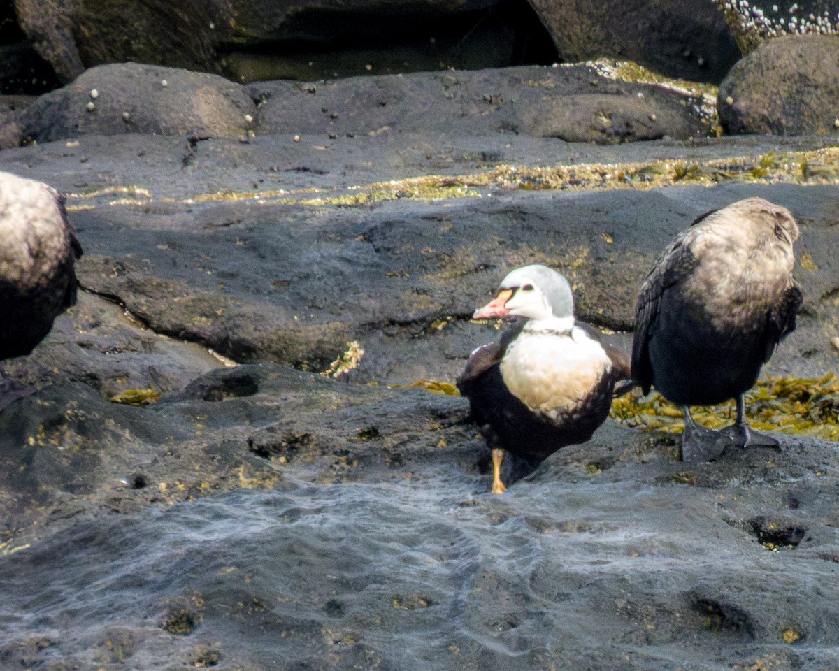 praktærfugl - ML644958971