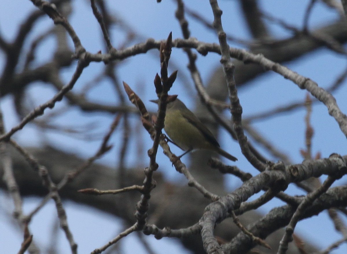 Orange-crowned Warbler - ML644958987