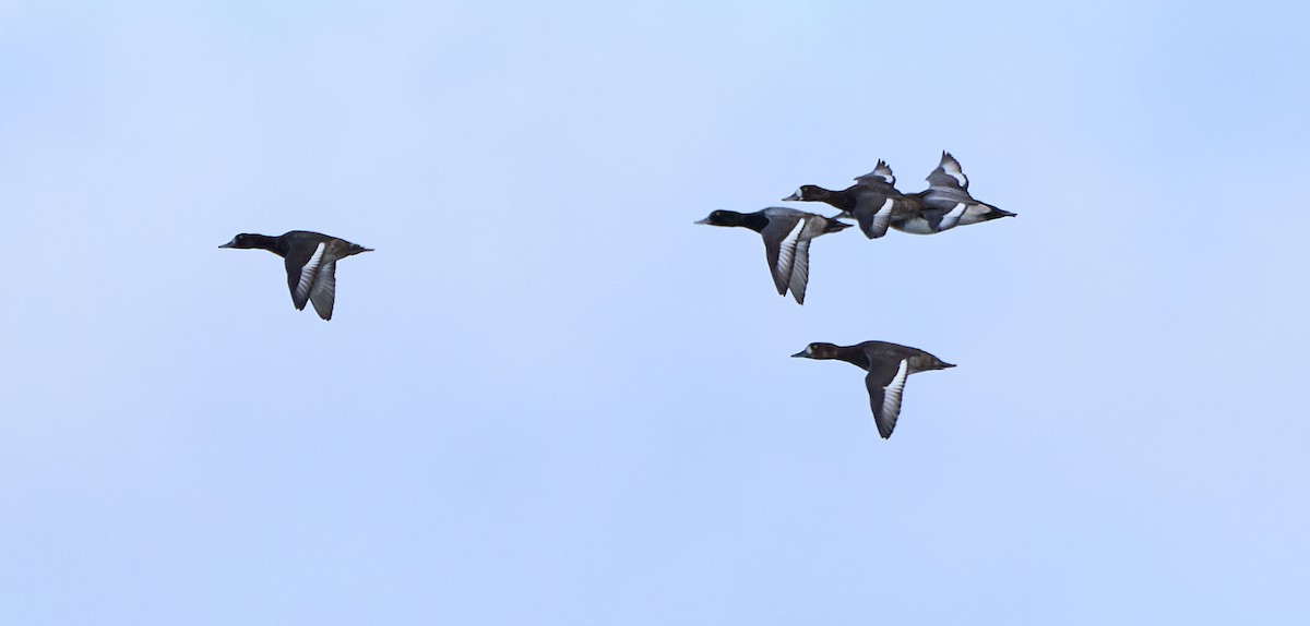 Greater Scaup - ML644958989