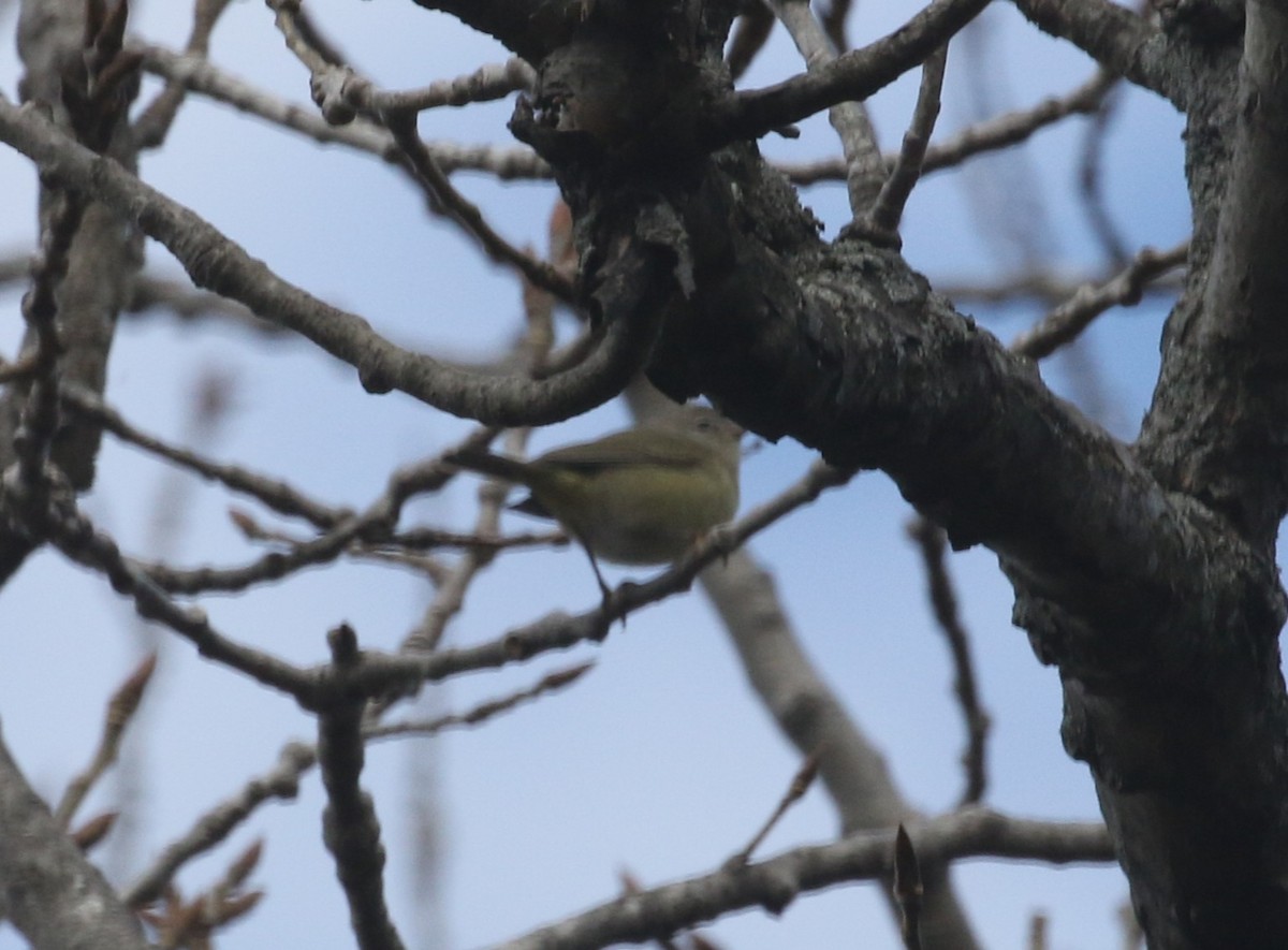 Orange-crowned Warbler - ML644958993
