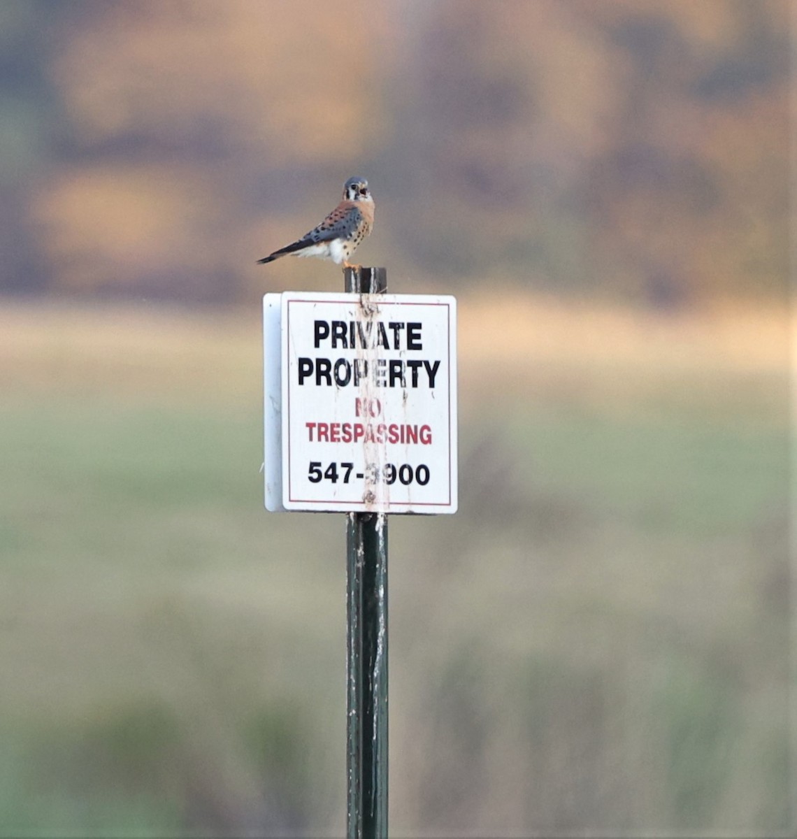 American Kestrel - ML644959006
