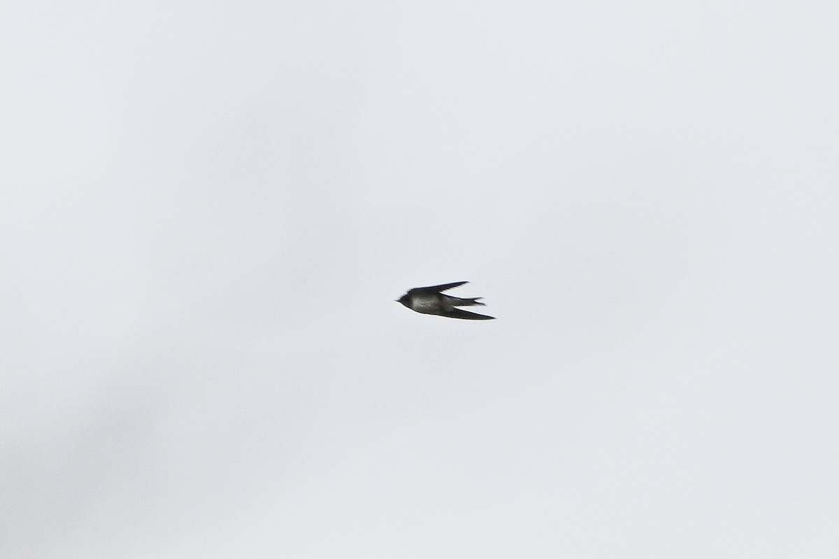 Barn Swallow - ML644959010