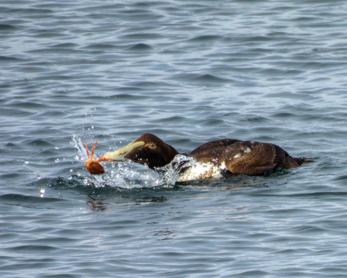 ærfugl - ML644959016