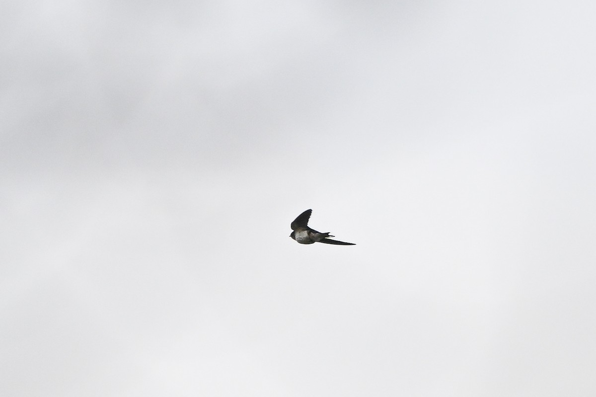 Barn Swallow - ML644959017