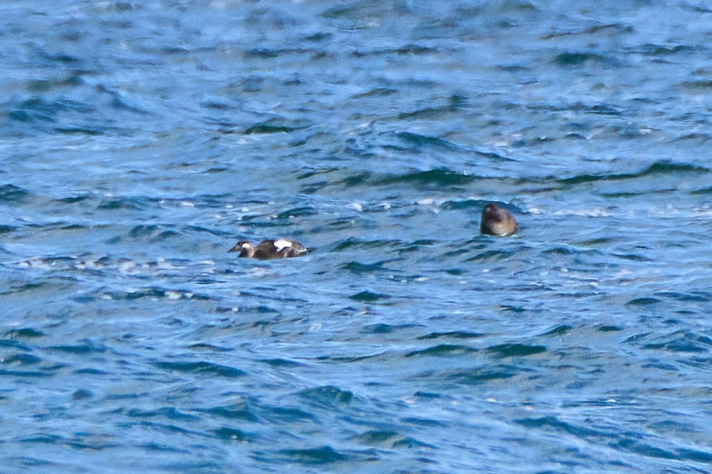 White-winged Scoter - ML644959030
