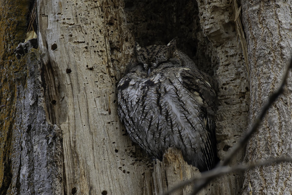 Western Screech-Owl - ML644959033