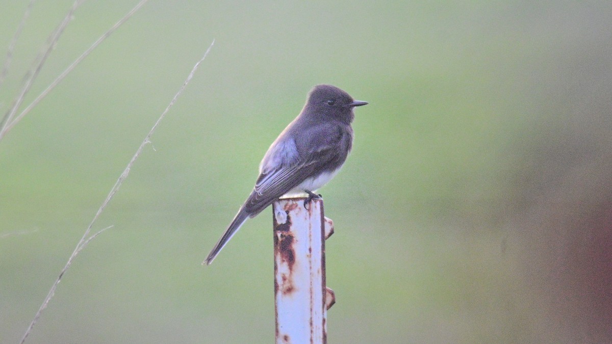 Black Phoebe - ML644959035