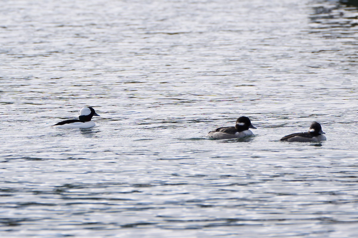 Bufflehead - ML644959036