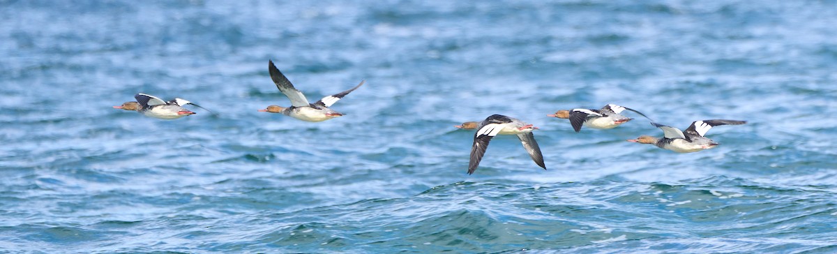 Red-breasted Merganser - ML644959040