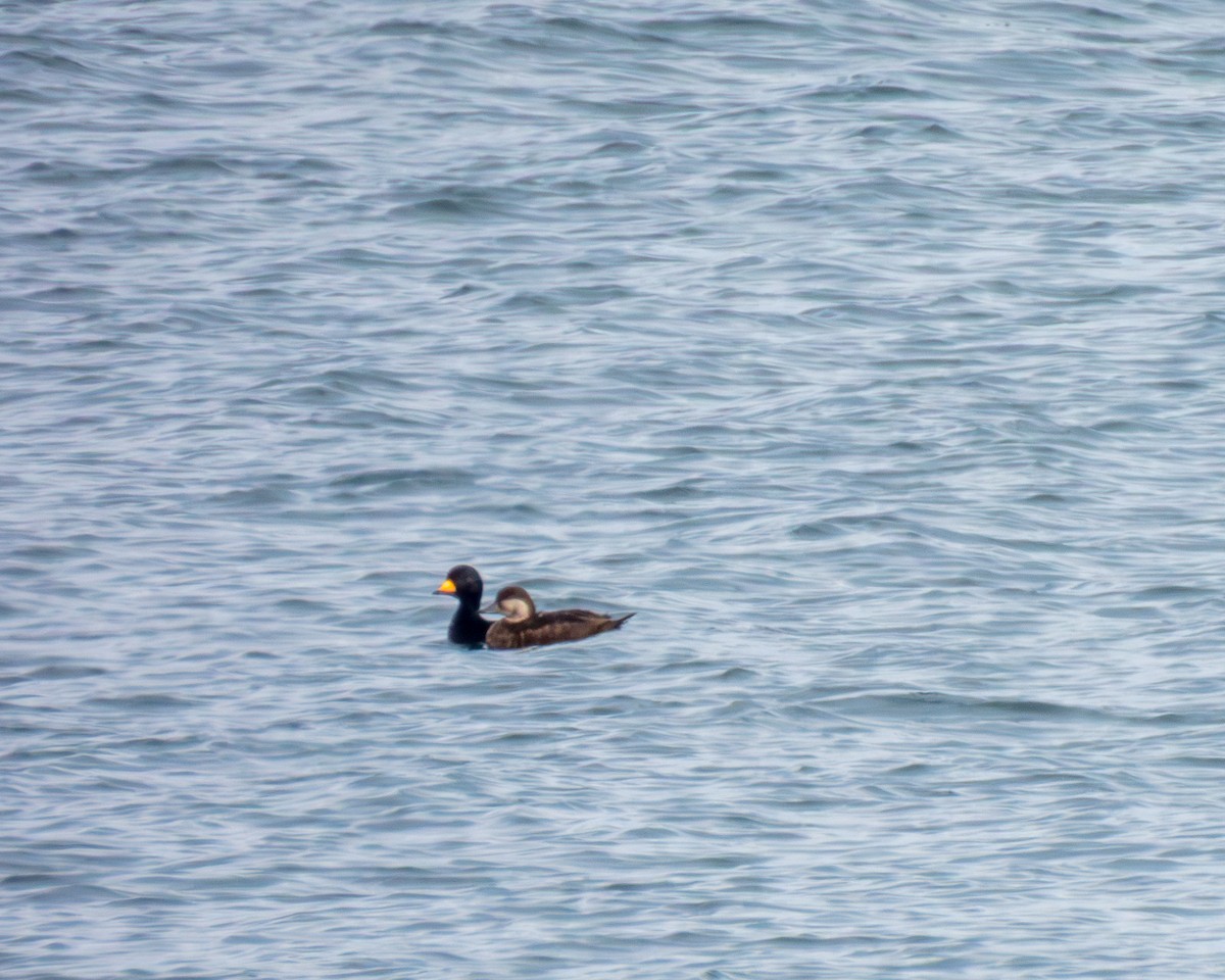 amerikasvartand - ML644959042