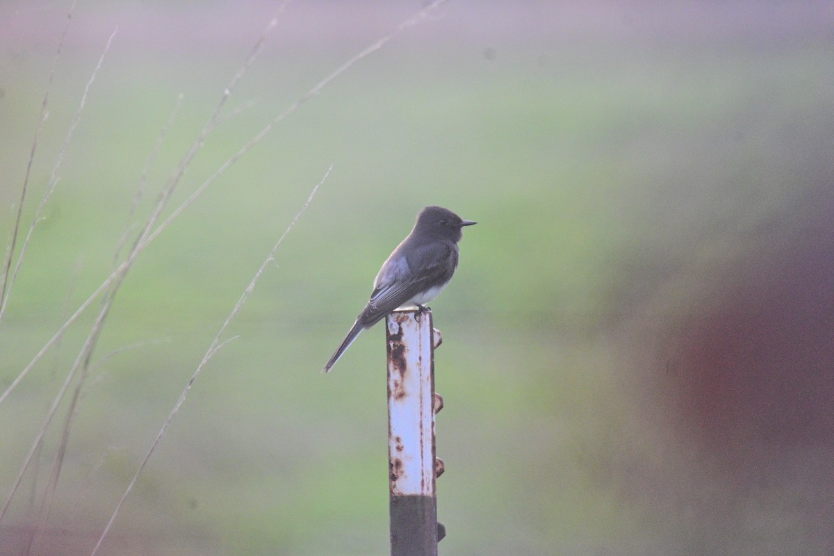 Black Phoebe - ML644959043