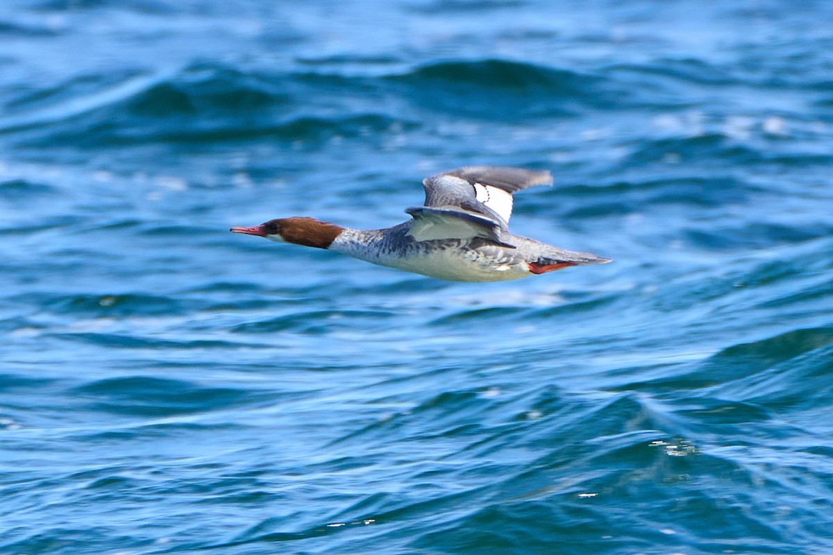 Common Merganser - ML644959052