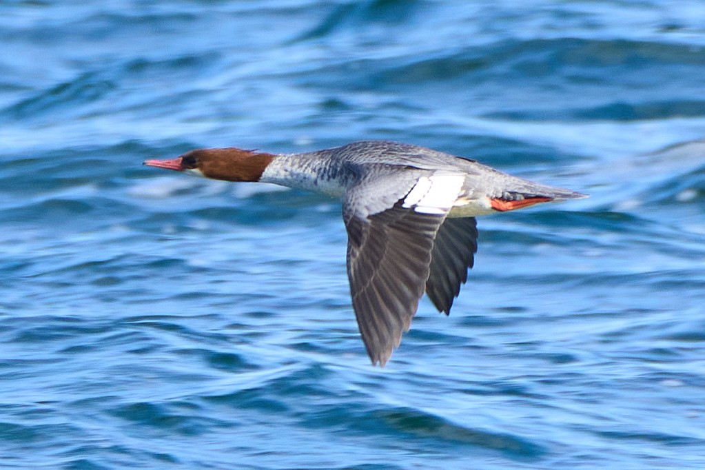 Common Merganser - ML644959058