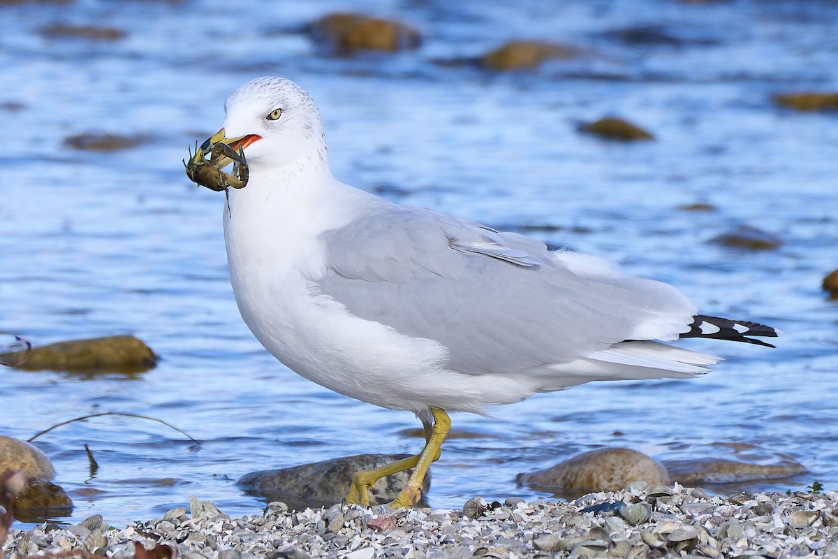 Ring-billed Gull - ML644959075