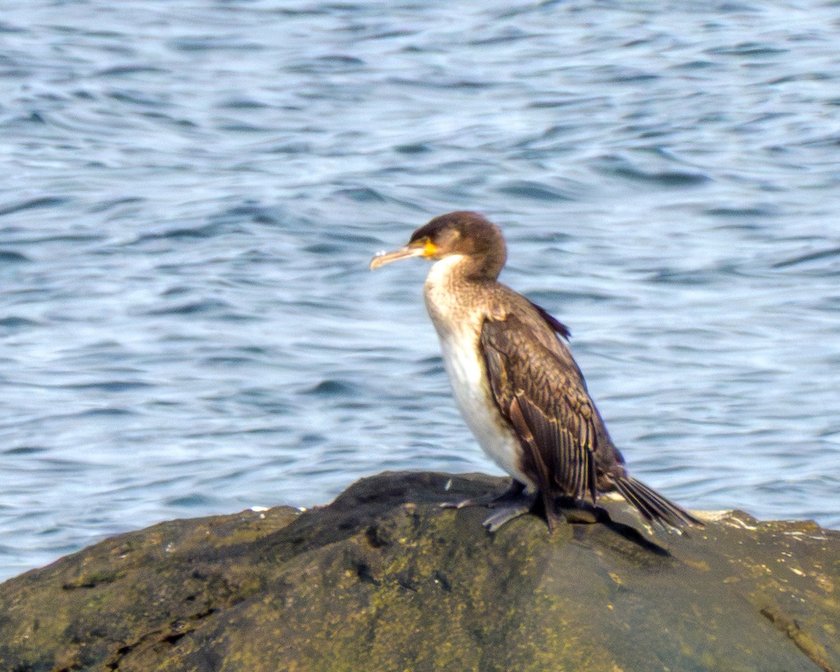 storskarv - ML644959081